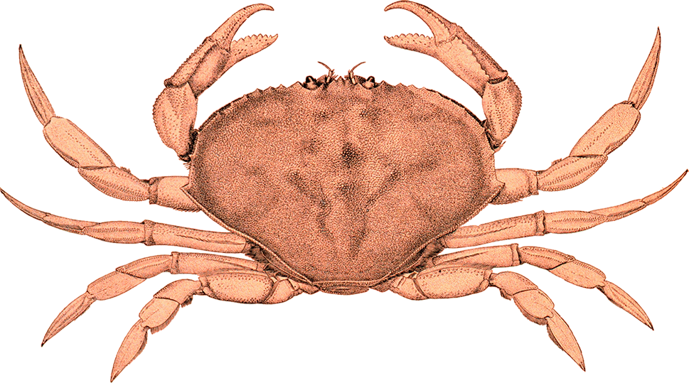 San Francisco Crabs Logo